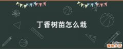丁香树苗怎么栽