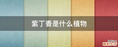 紫丁香是什么植物