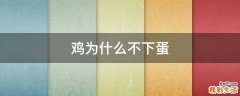 鸡为什么不下蛋