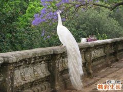 牡丹花茶
