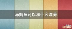 马鲷鱼可以和什么混养