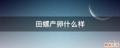 田螺产卵什么样