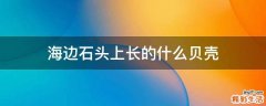海边石头上长的什么贝壳
