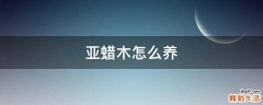 亚蜡木怎么养