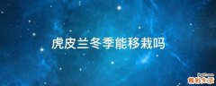 虎皮兰冬季能移栽吗