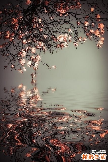 5 画眉草