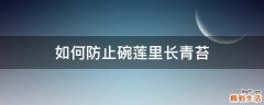 如何防止碗莲里长青苔