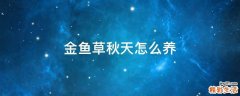 金鱼草秋天怎么养