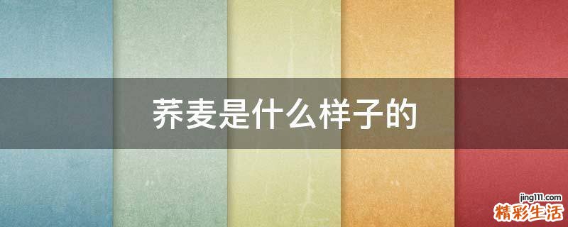 荞麦是什么样子的