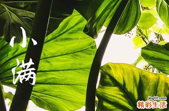 小满祝福语2023 小满节气文案祝福语