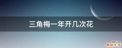 三角梅一年开几次花