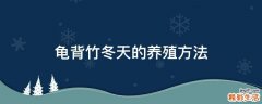 龟背竹冬天的养殖方法
