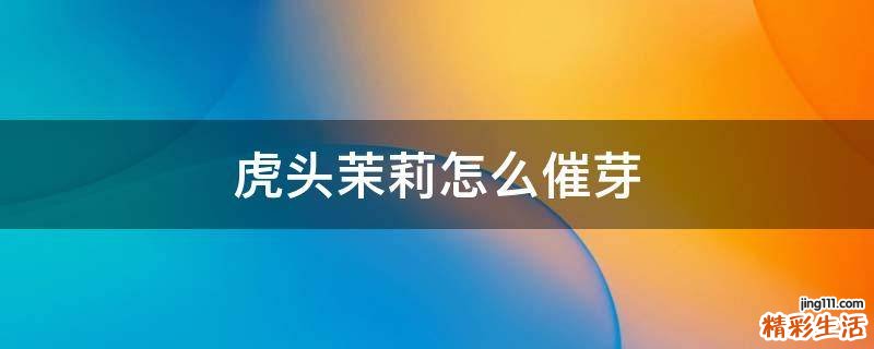 虎头茉莉怎么催芽