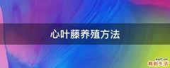 心叶藤养殖方法