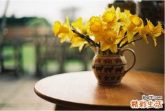 高丽参茶的功效