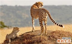 13 两肩酸麻萎靡不振 IT精英易得的九种病