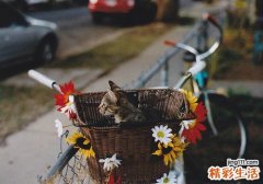 3 虎刺