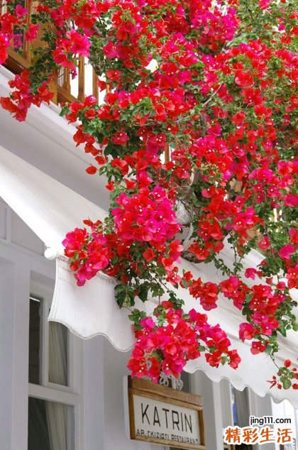 认识恶性黑色素瘤的发病机制