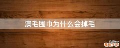 澳毛围巾为什么会掉毛