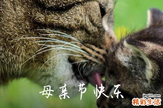 母亲节贺卡祝福句子 母亲节干净文案短句