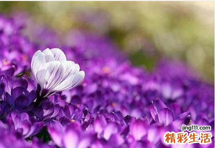 7 草乌头