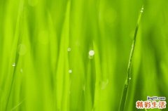 谷雨吃什么风俗食物好 谷雨吃春是什么意思