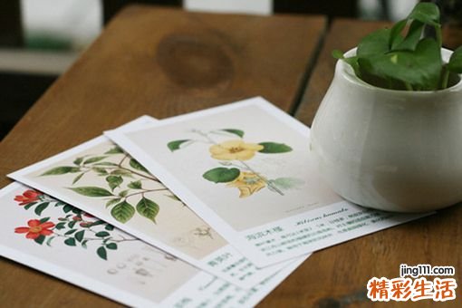 夏季养生茶有哪些