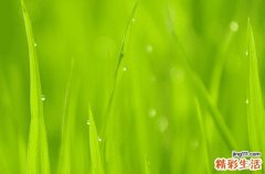 为什么说谷雨是＂终霜＂象征 谷雨节气气候变化解析