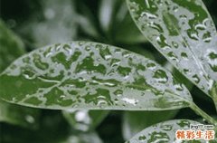 2023年谷雨是农历几月几号