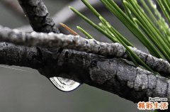 谷雨是为了纪念谁
