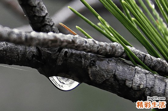 谷雨是为了纪念谁