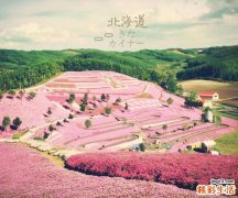 薏苡仁的功效与作用