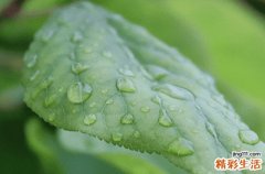 谷雨节气祝福语大全简短一句话 谷雨节气祝福语怎么说