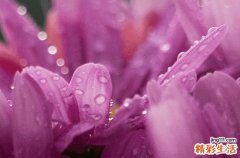 谷雨问候语简短问候 谷雨问候的暖心句子