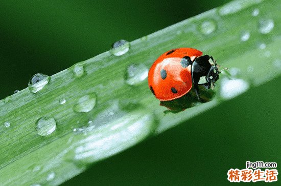 谷雨在月头还是月尾好