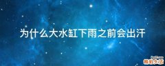 为什么大水缸下雨之前会出汗.