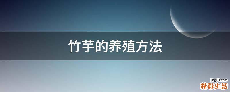 竹芋的养殖方法