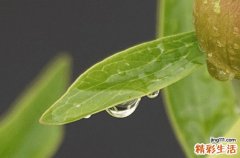 2023谷雨前后小麦需要打药吗 小麦谷雨要做什么