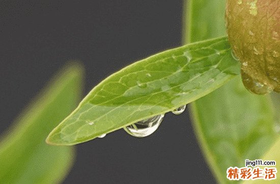 2023谷雨前后小麦需要打药吗 小麦谷雨要做什么