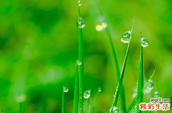 关于谷雨的唯美句子有哪些 好听的谷雨句子大全