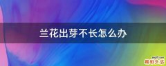 兰花出芽不长怎么办