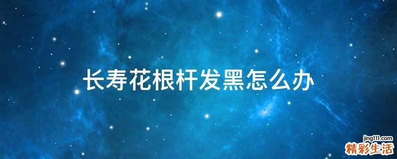 长寿花根杆发黑怎么办