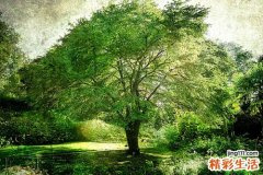 2 14种健康茶饮适宜春季养生喝