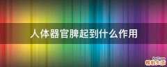 人体器官脾起到什么作用