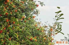 2023年立夏吃夏饼的由来 夏饼和什么可以搭配最好吃