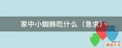 急求 家中小蜘蛛吃什么