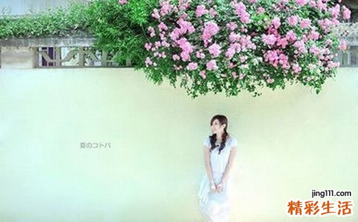 花椒叶