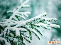 慈竹叶