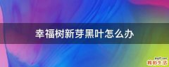 幸福树新芽黑叶怎么办