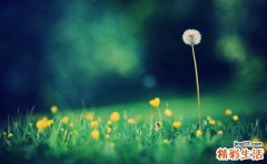 高粱火焰苞